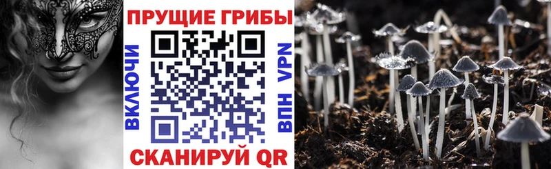 Галлюциногенные грибы прущие грибы  как найти закладки  Курганинск 